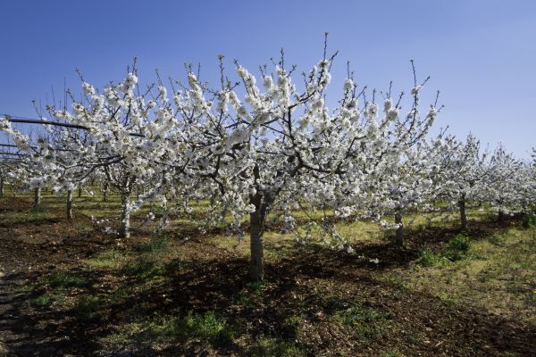 Orchard Planting in Belleville