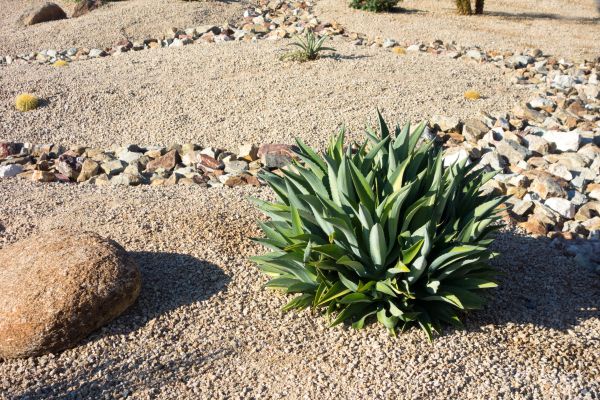 Xeriscaping Service in Belleville