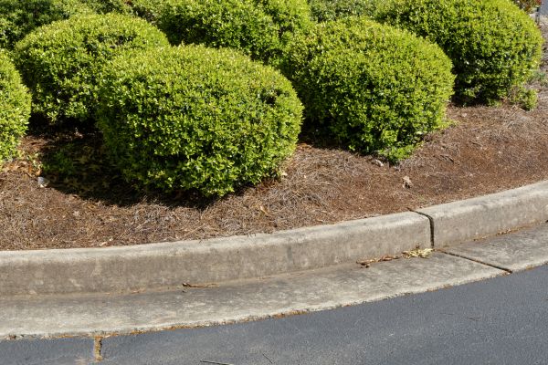 Pine Mulch Installation in Belleville