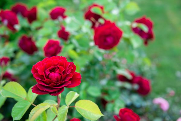 Rose Planting in Belleville