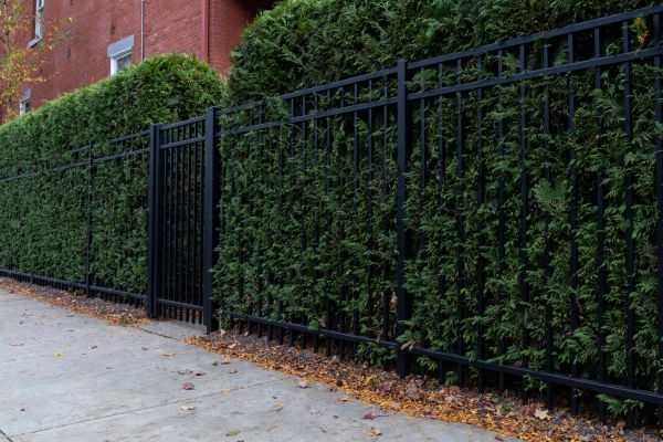 Privacy Hedge Installation in Belleville