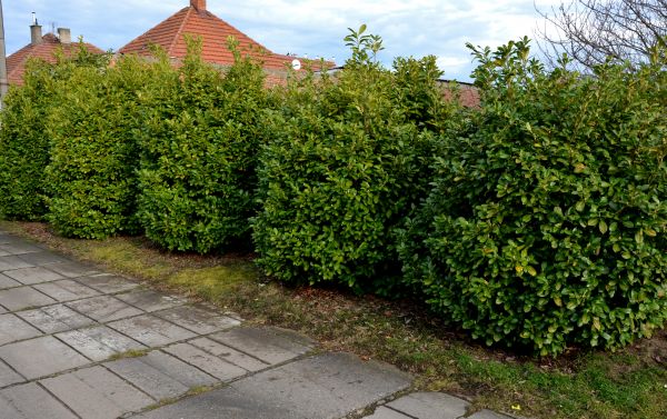 Privacy Shrub Installation in Belleville