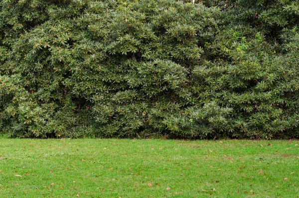 Privacy Hedge Planting in Belleville