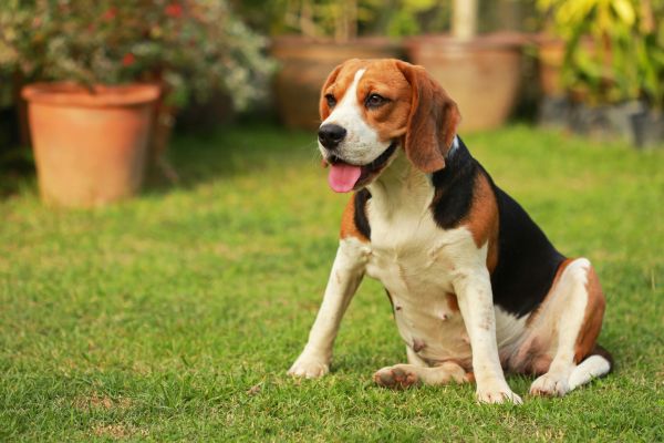 Dog Friendly Landscaping in Belleville