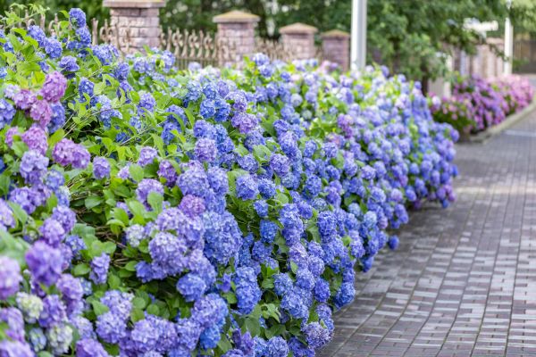 Hydrangea Landscaping in Belleville