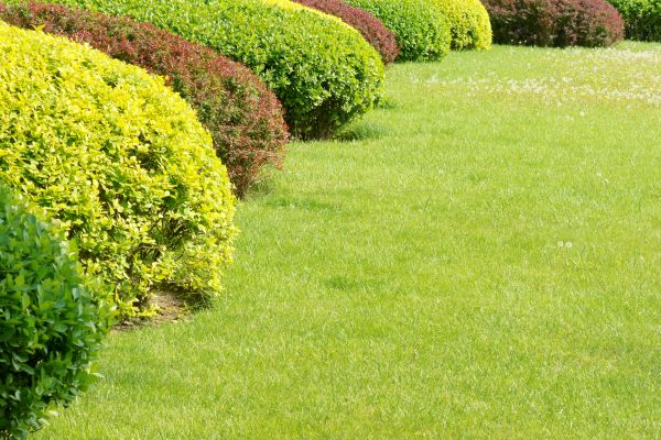 Shrubbery Planting in Belleville