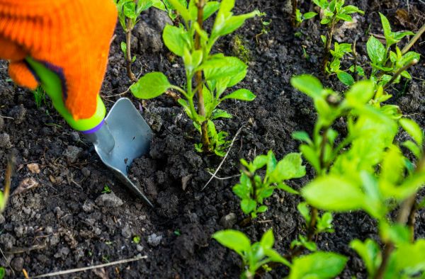 Hydrangea Planting in Belleville