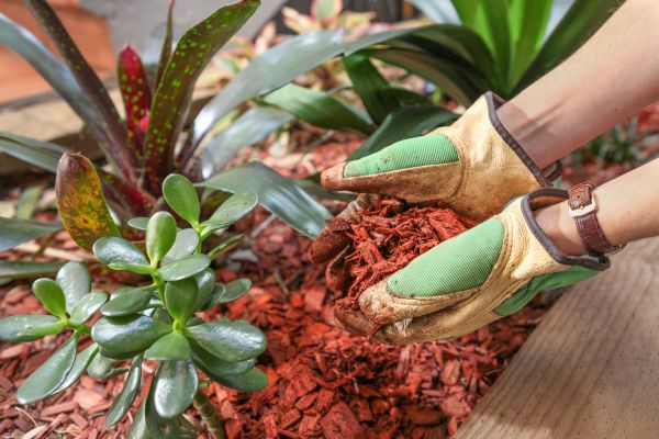 Cedar Mulch Installation in Belleville