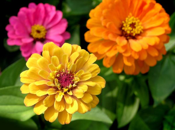 Zinnia Planting in Belleville