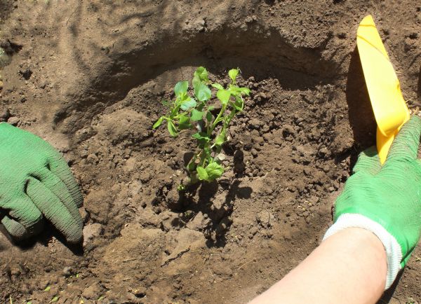 Rose Bush Planting in Belleville