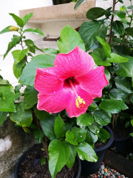 Hibiscus Planting in Belleville