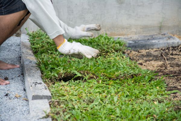 Ground Cover Planting in Belleville