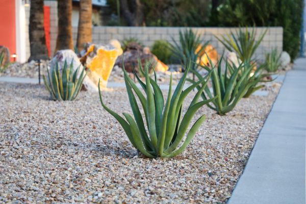 Drought Resistant Landscaping in Belleville