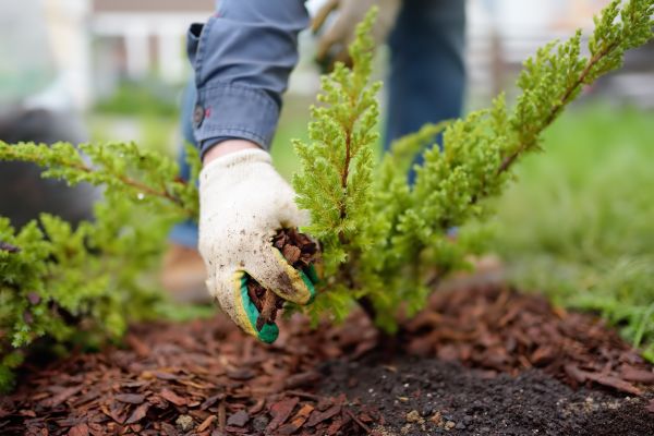 Church Mulching in Belleville