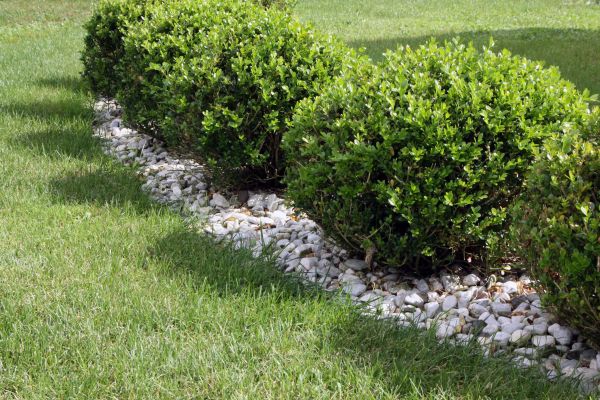 Boxwood Planting in Belleville