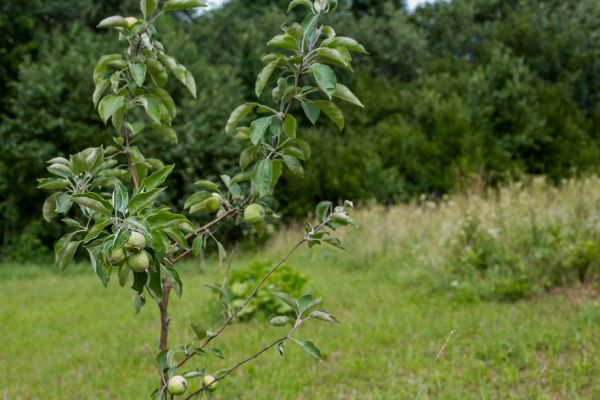 Apple Tree Planting in Belleville