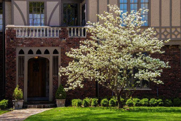 Dogwood Tree Planting in Belleville